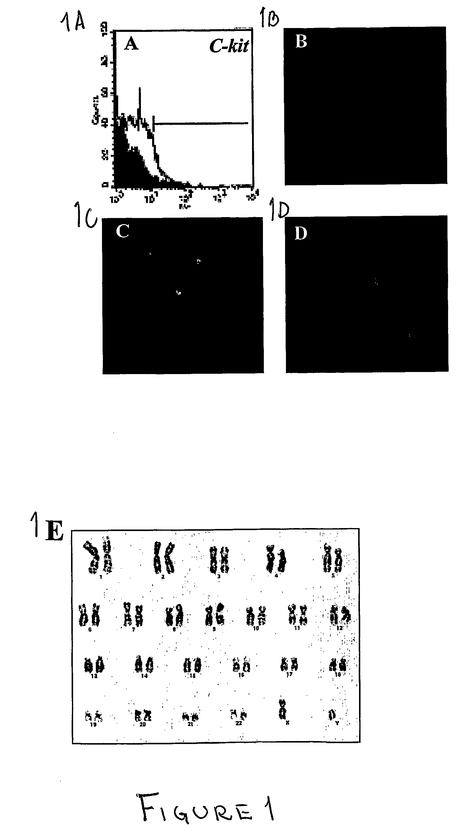 Methods of isolation, expansion and differentiation of fetal stem cells from chorionic villus, amniotic fluid, and placenta and therapeutic uses thereof