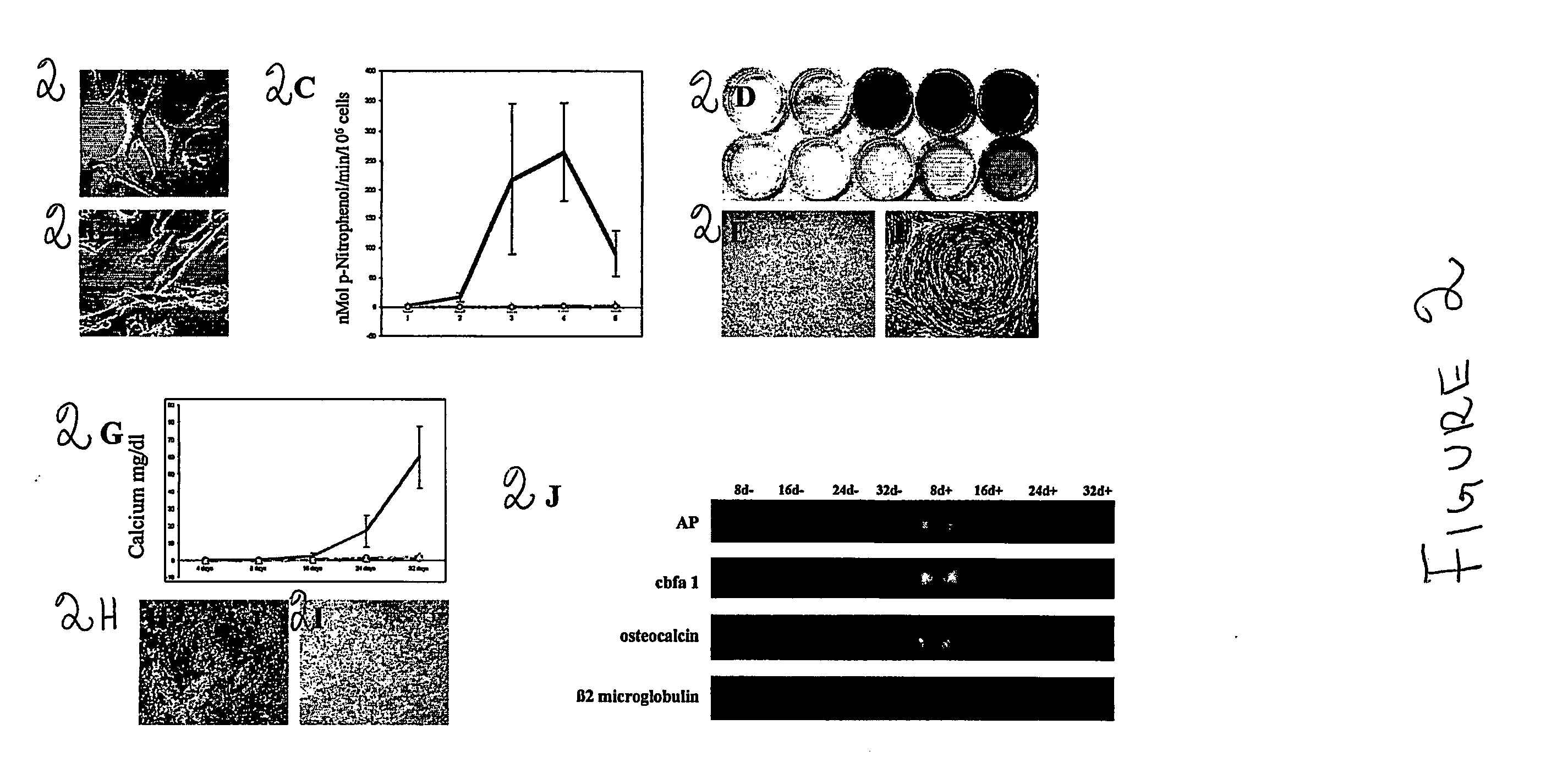 Methods of isolation, expansion and differentiation of fetal stem cells from chorionic villus, amniotic fluid, and placenta and therapeutic uses thereof