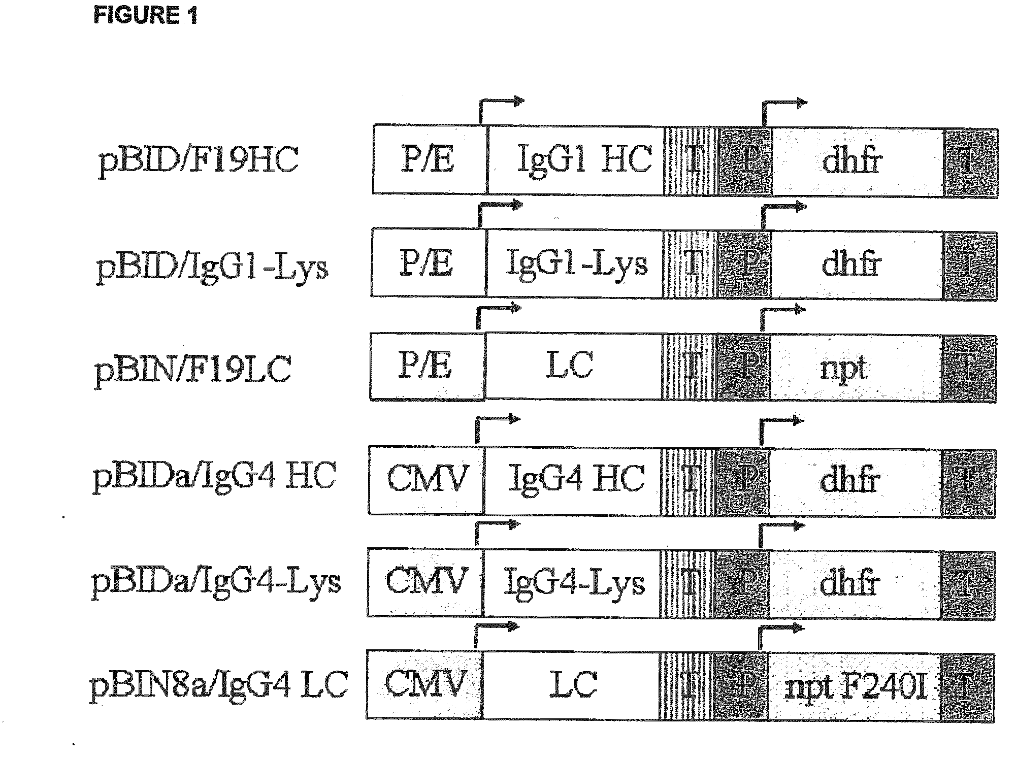 Methods for increasing protein titers