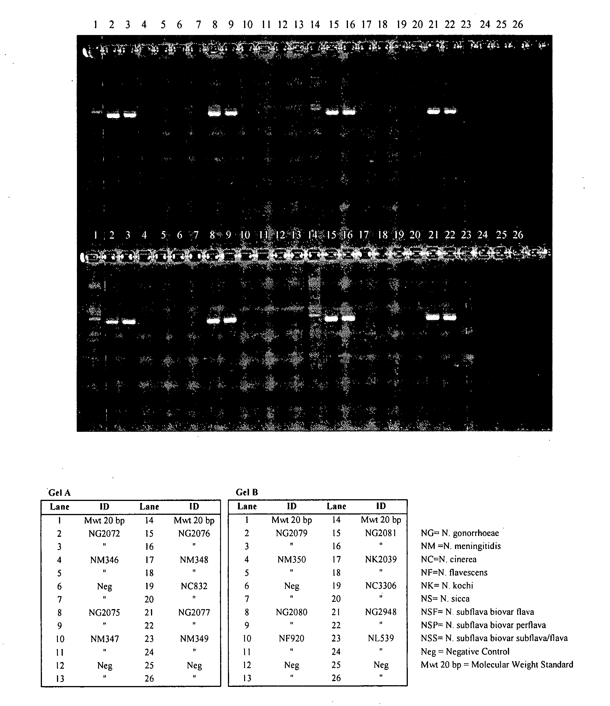 Reagents and methods for detecting neisseria gonorrhoeae