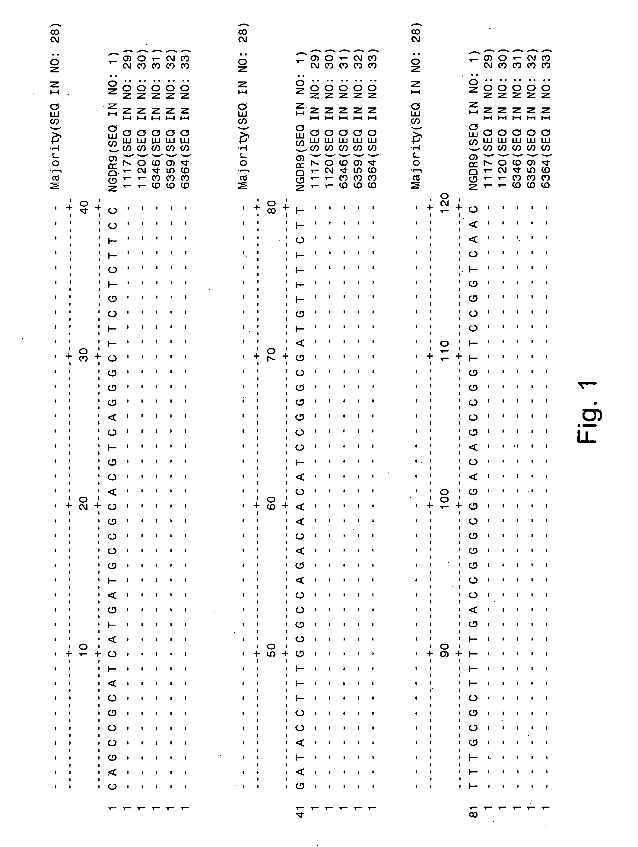 Reagents and methods for detecting neisseria gonorrhoeae