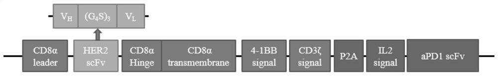 A chimeric antigen receptor targeting her2 and its expression vector and application