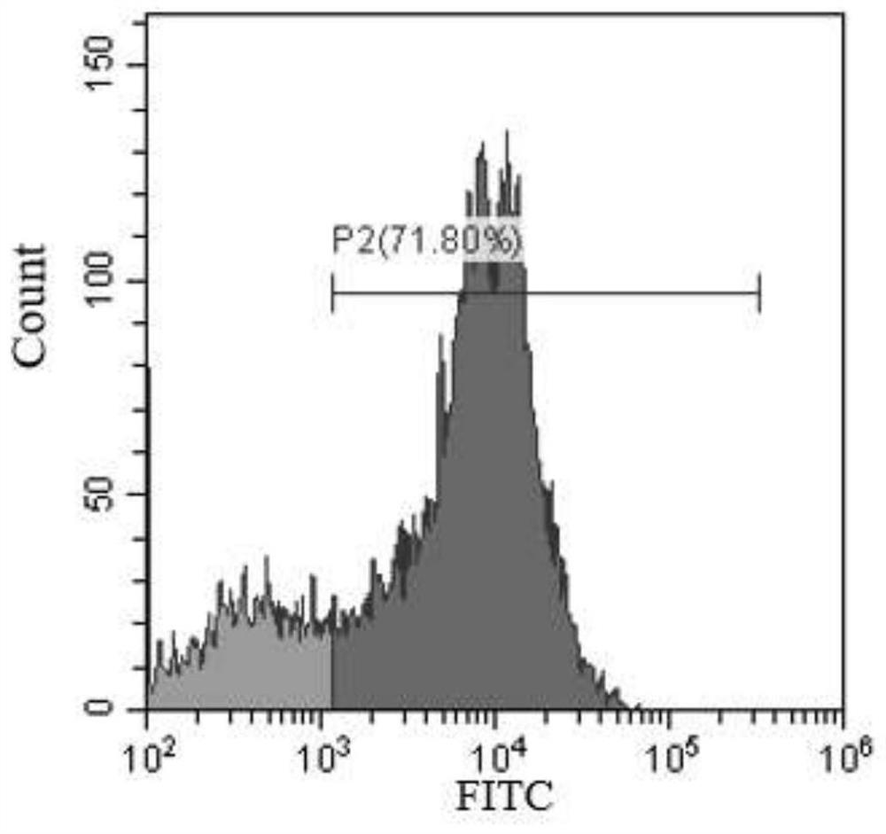 A chimeric antigen receptor targeting her2 and its expression vector and application