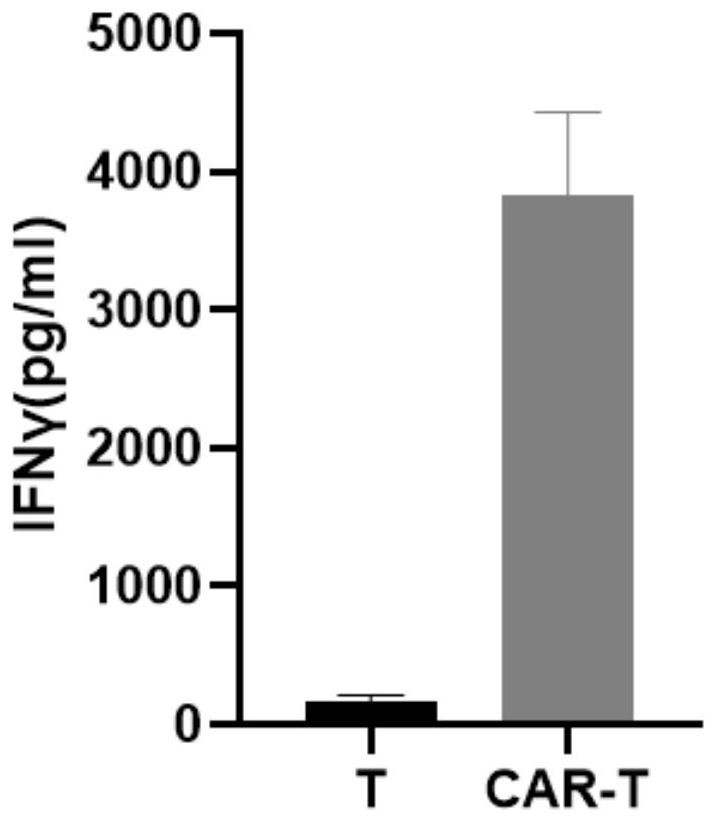 A chimeric antigen receptor targeting her2 and its expression vector and application