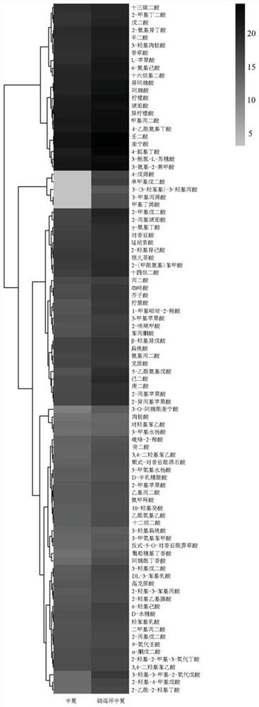 Method for evaluating quality of pinellia ternate and Pinellia yaoluopingensis based on organic acid