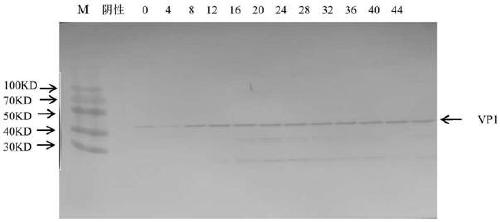 Purification of recombinant coxsackievirus A16 (CA16) virus-like particles, application thereof in vaccine and vaccine