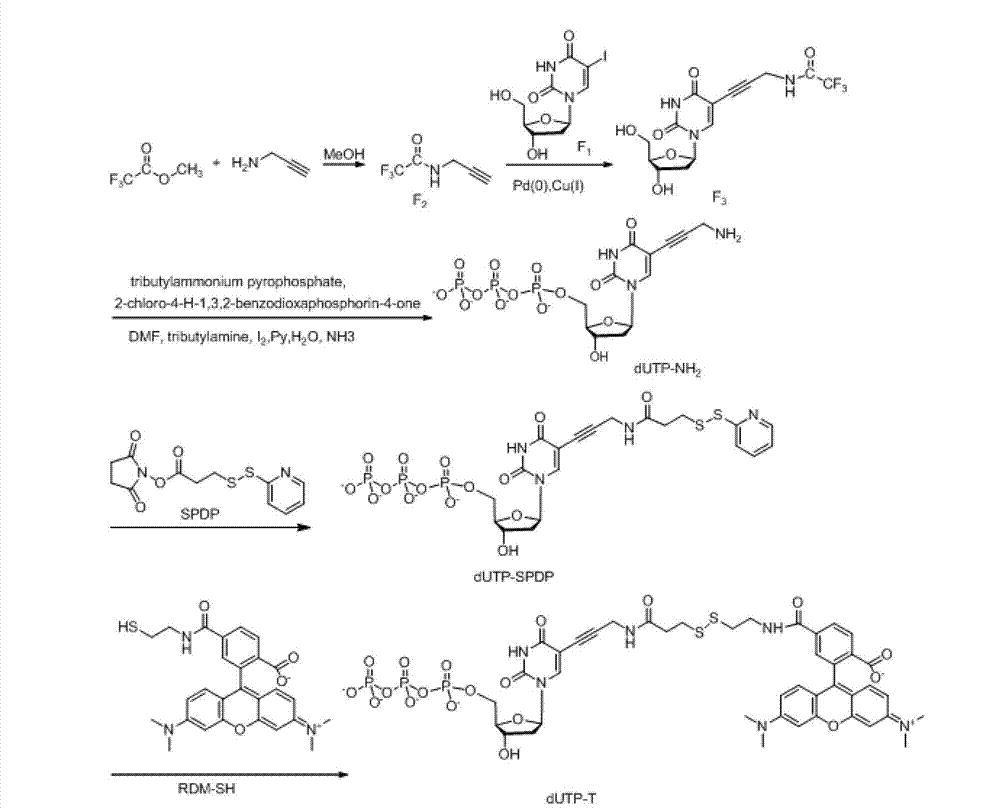 Reversible terminal and synthesis and use in DNA synthesis sequencing thereof