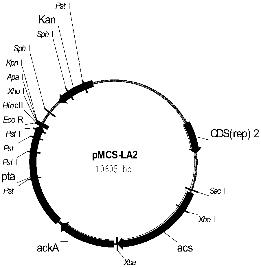 Genetic engineering bacteria for producing L-lactic acid from acetic acid, construction method thereof and application thereof