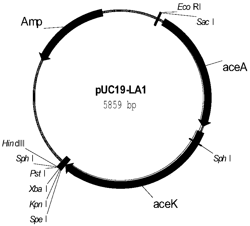 Genetic engineering bacteria for producing L-lactic acid from acetic acid, construction method thereof and application thereof