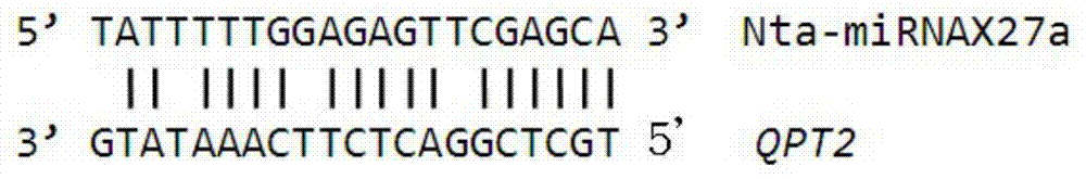 Tobacco nicotine synthesis related long non-coding RNA gene and application of tobacco nicotine synthesis related long non-coding RNA gene