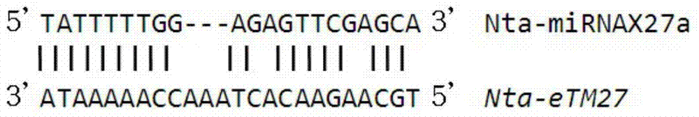 Tobacco nicotine synthesis related long non-coding RNA gene and application of tobacco nicotine synthesis related long non-coding RNA gene