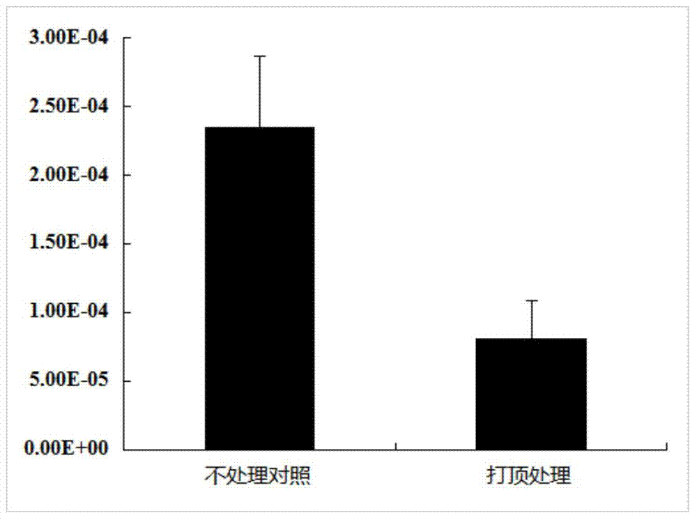 Tobacco nicotine synthesis related long non-coding RNA gene and application of tobacco nicotine synthesis related long non-coding RNA gene