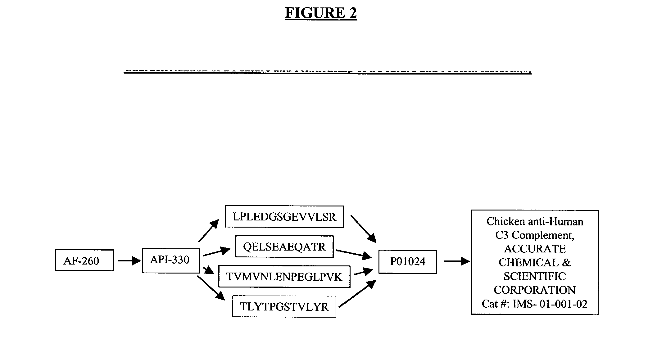 Nucleic acid molecules, polypeptides and uses therefor, including diagnosis and treatment of Alzheimer's disease