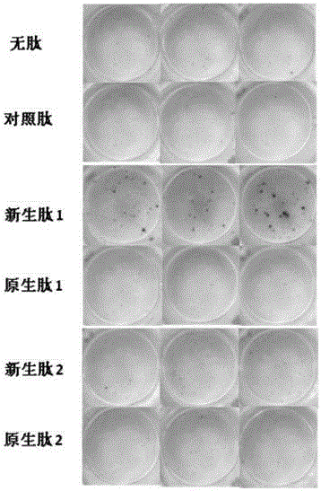 Method and kit for in vitro detection of tumor neoantigen specificity T cells and tumor vaccine