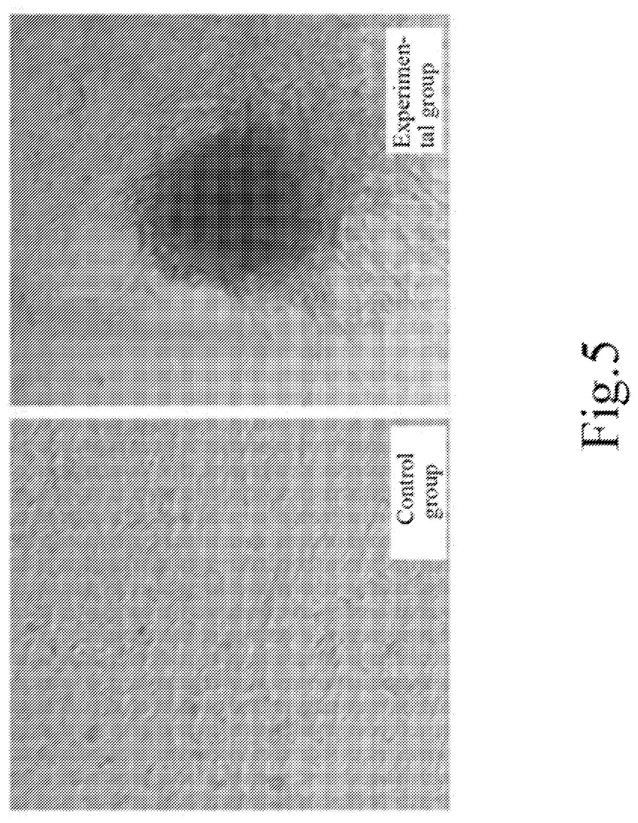 Application of ethyl p-methoxycinnamate and derivatives thereof in maintaining self-renewal and pluripotency of stem cells