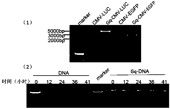 G-tetramer covalently coupled DNA molecule, DNA self-transfection kit and application