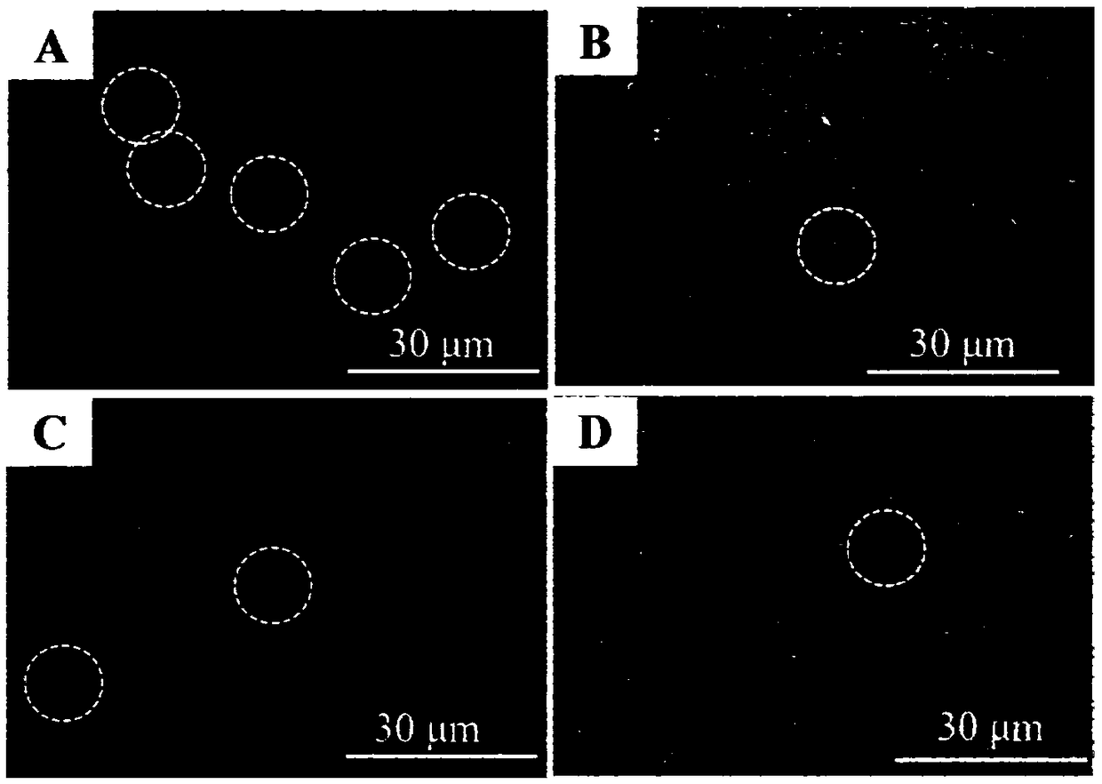 Polyethylene glycol and polypeptide co-modified small-diameter artificial blood vessel and preparation method thereof