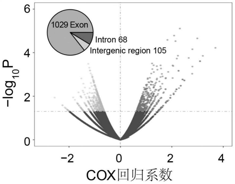 Human esophageal squamous cell carcinoma circular RNA marker and application thereof