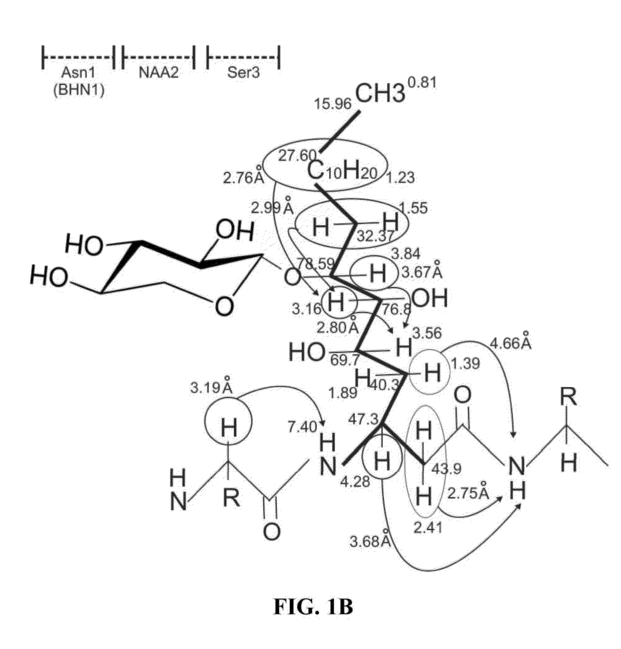 Occidiofungin, a unique antifungal glycopeptide produced by a strain of Burkholderia contaminans