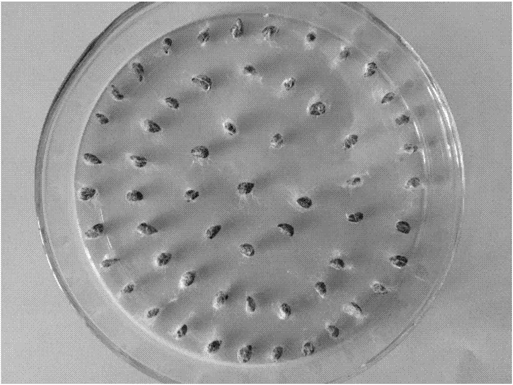 Method for releasing dormancy of pear seeds