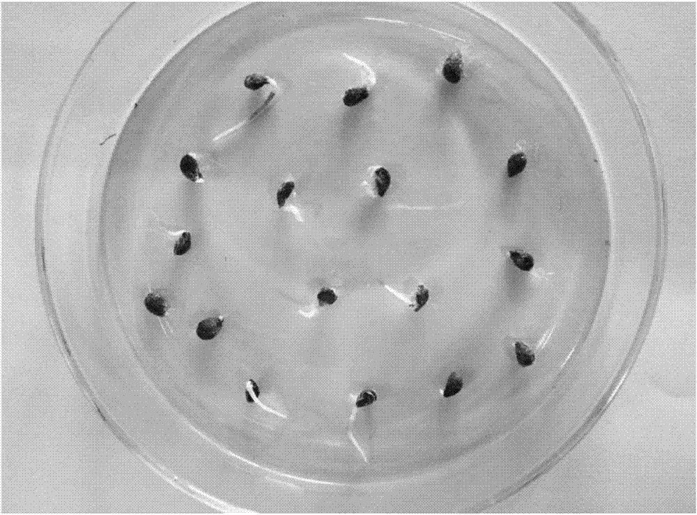 Method for releasing dormancy of pear seeds