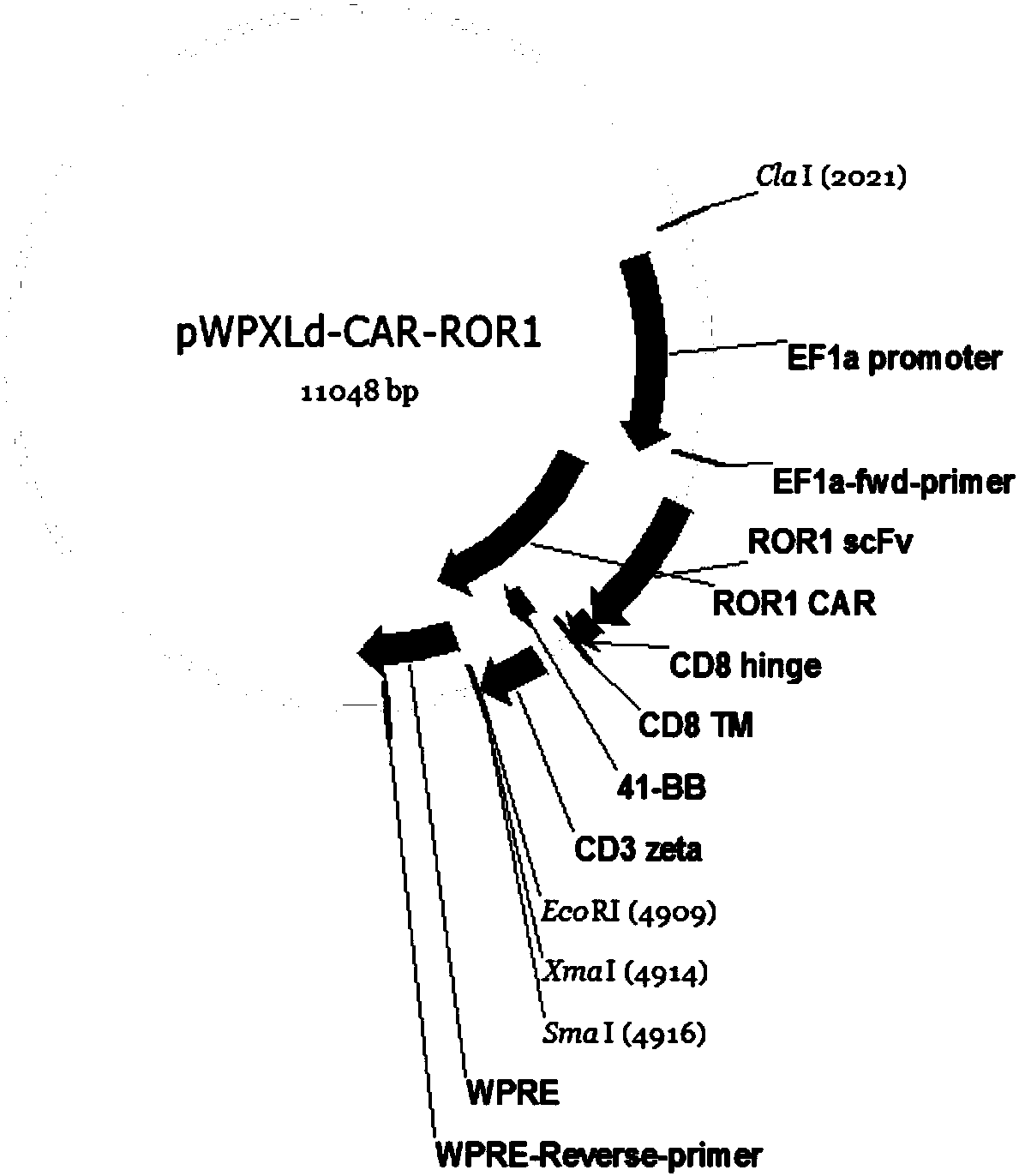 PD1-knockout chimeric antigen receptor T cell targeting ROR1, preparation method and application thereof