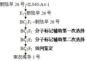 Molecular breeding method capable of improving length of cotton fibers by using gossypium barbadense chromosome segment introgression line