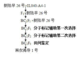 Molecular breeding method capable of improving length of cotton fibers by using gossypium barbadense chromosome segment introgression line