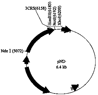 System and method for expressing and purifying recombinant protein with 3'-nucleotidase as tag and application of recombinant protein