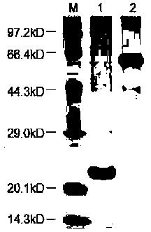 System and method for expressing and purifying recombinant protein with 3'-nucleotidase as tag and application of recombinant protein