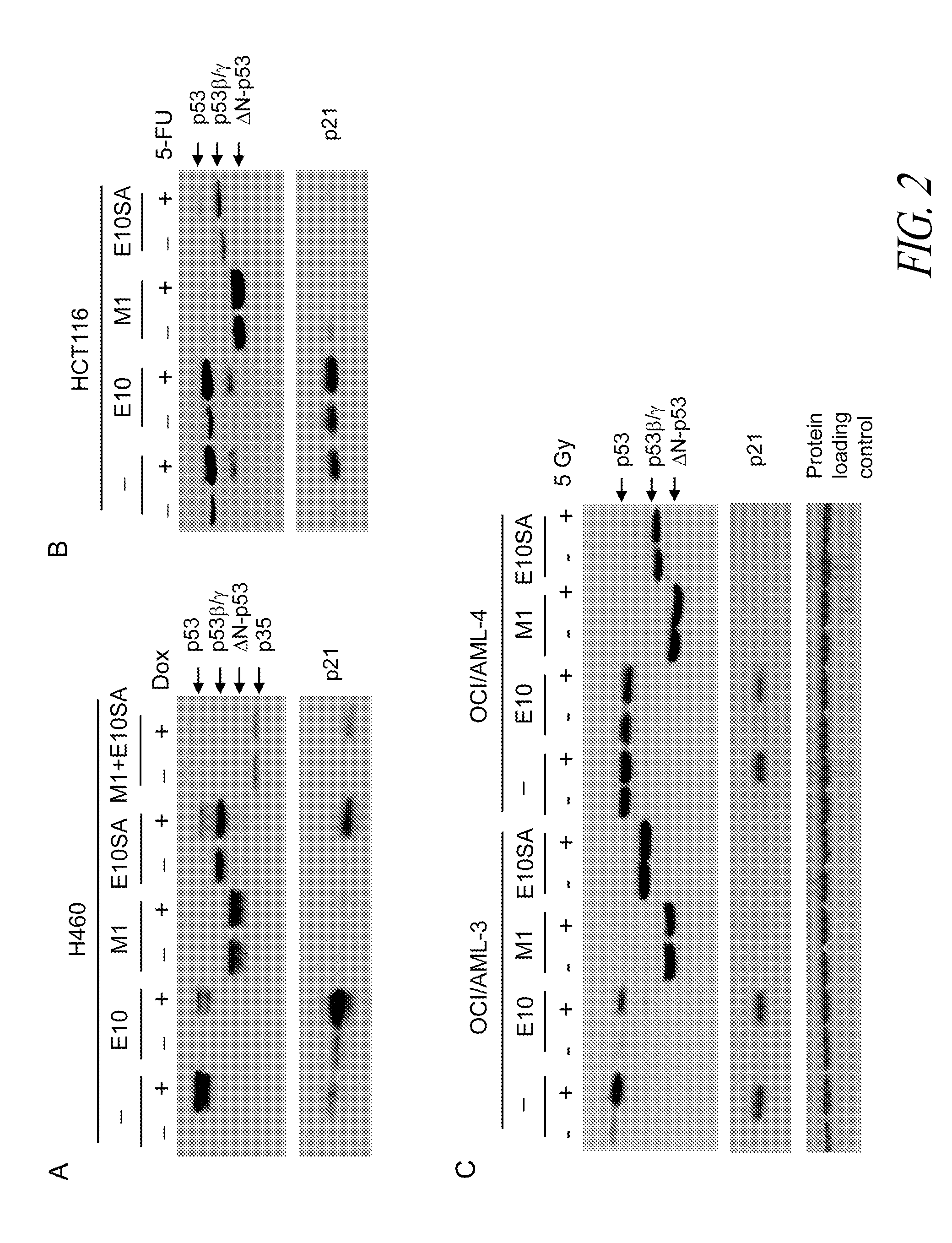 Methods and compositions for manipulating translation of protein isoforms from alternative initiation of start sites