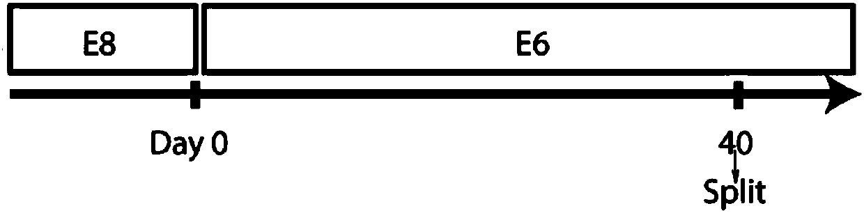 Corneal epithelial cells and corneal stent, and preparation methods and applications thereof