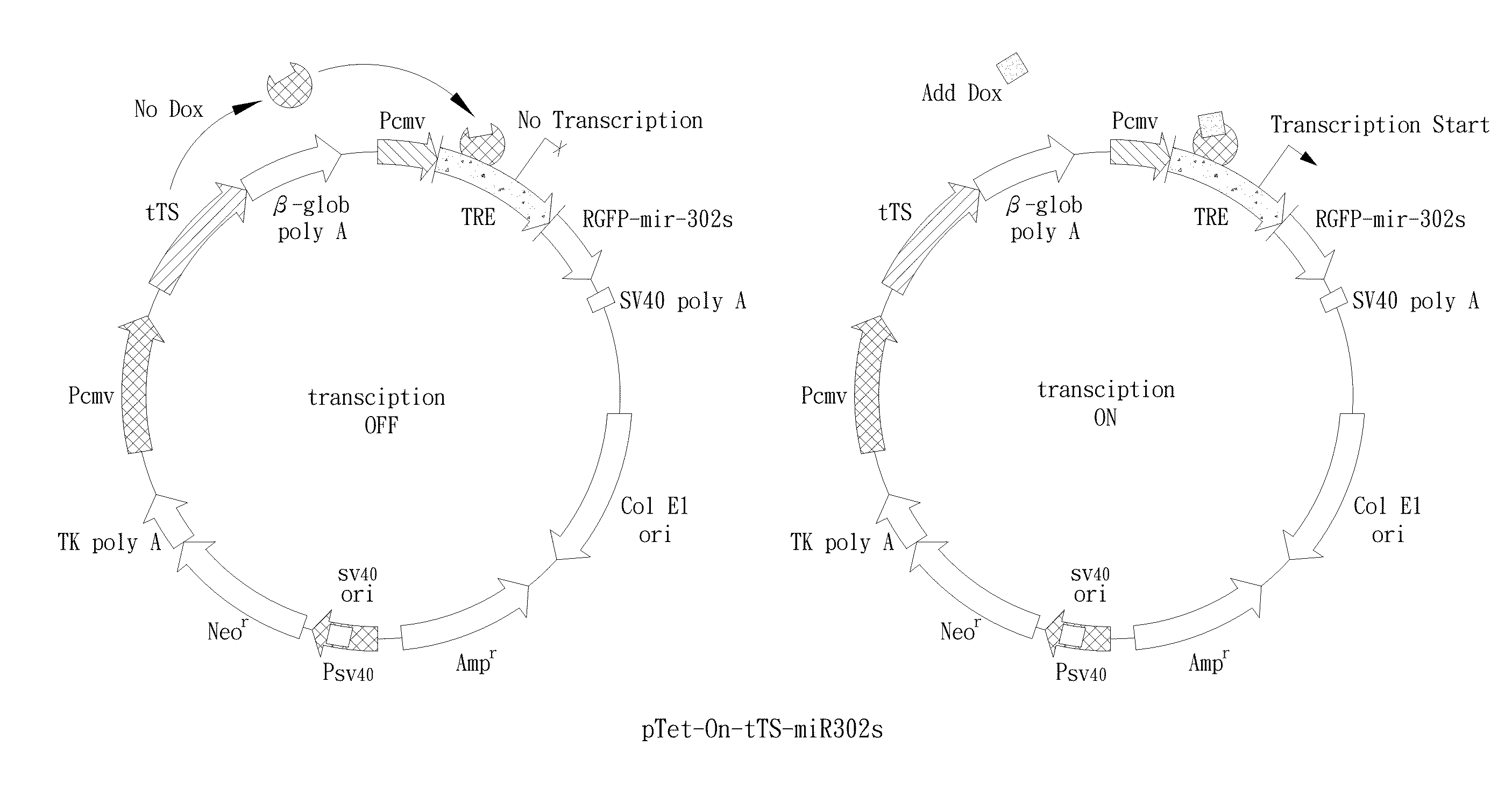 Development of universal cancer drugs and vaccines