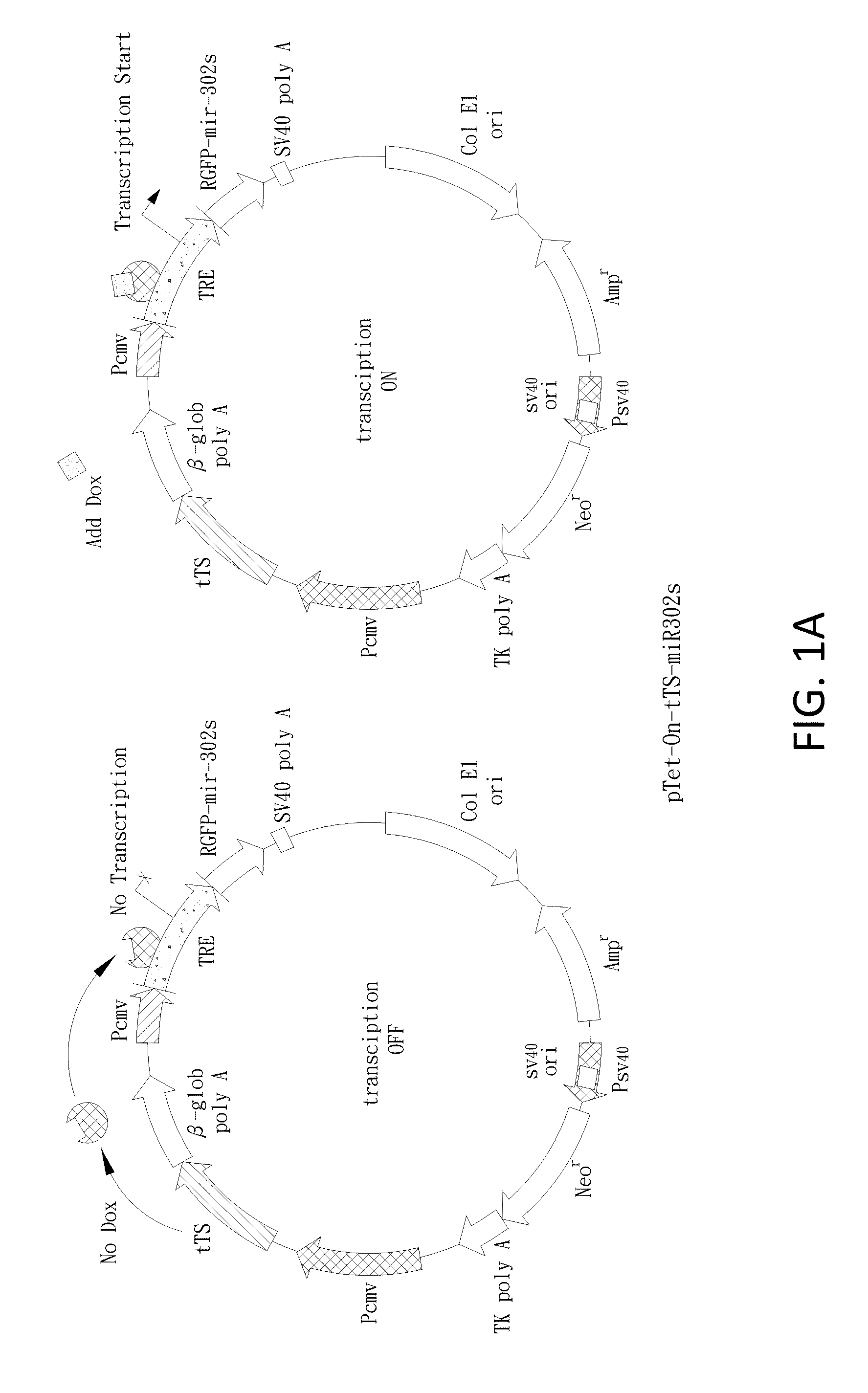 Development of universal cancer drugs and vaccines