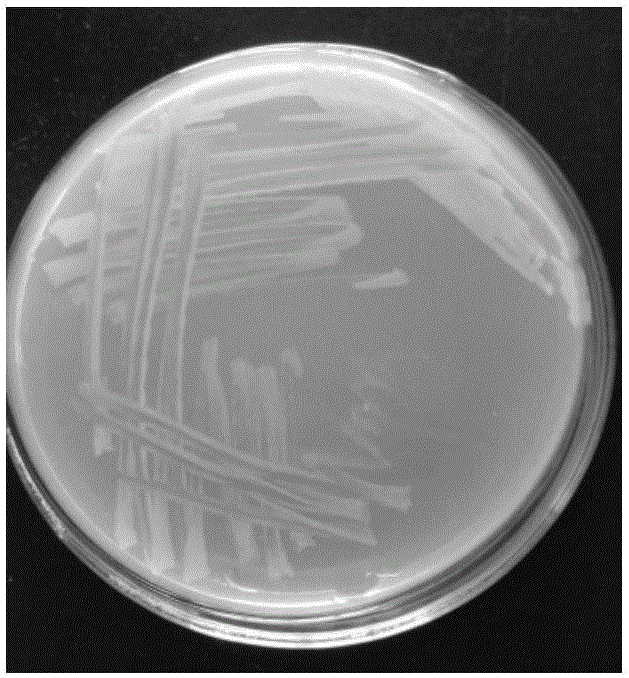 Benzoyl urea insecticide degrading bacteria, bacterial agent by using same and application of benzoyl urea insecticide degrading bacteria