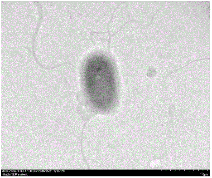 Benzoyl urea insecticide degrading bacteria, bacterial agent by using same and application of benzoyl urea insecticide degrading bacteria