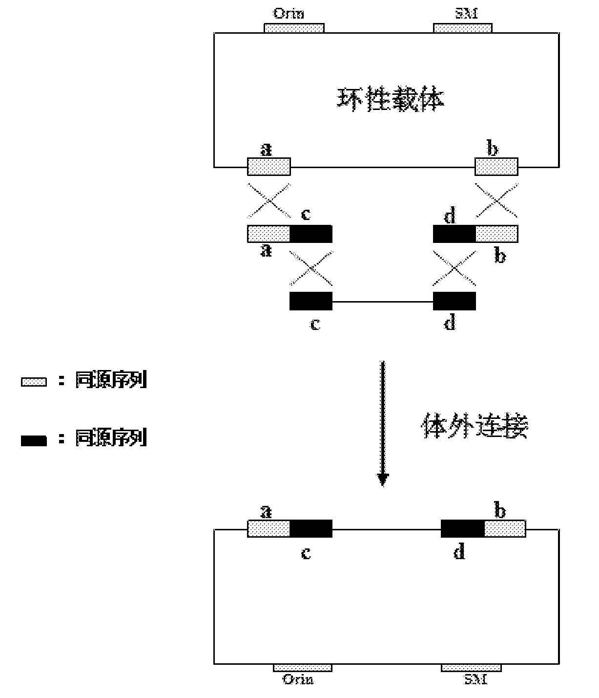 Nucleic acid molecular cloning method and related kit based on homologous recombination