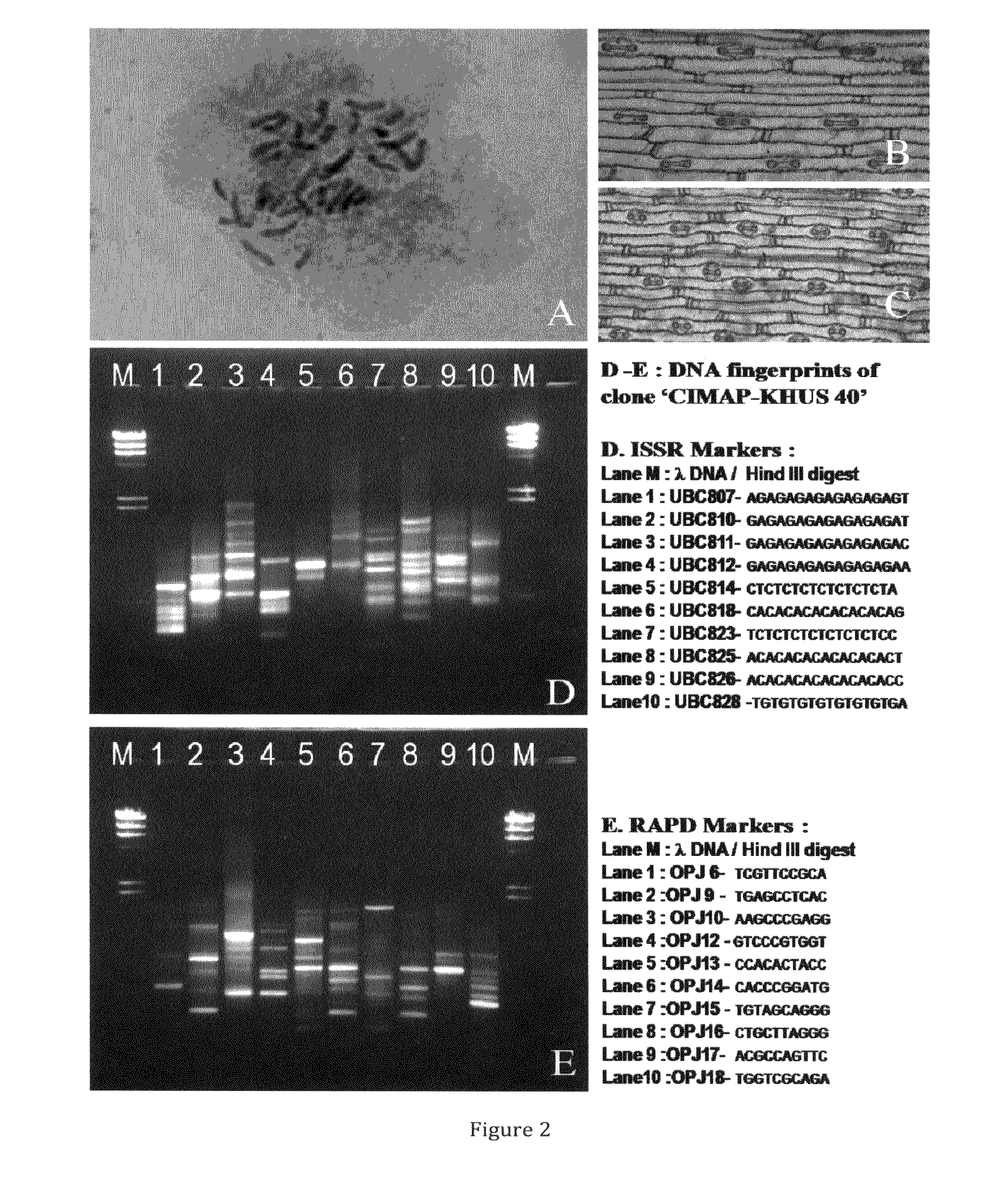 Novel autotetraploid clone 'cimap-khus 40' of vetiver (vetiveria zizaniodes) useful for carbon sequestration and soil conservation