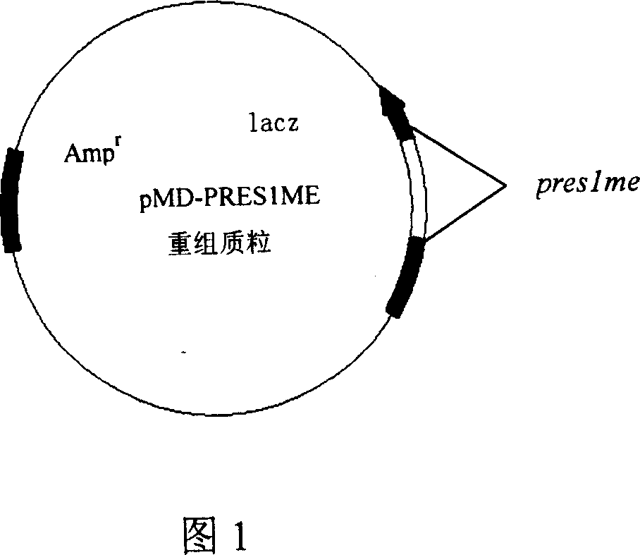 Gene clone of hepatitis B virus front S1 region multi-epitope antigen and encoding sequence thereof