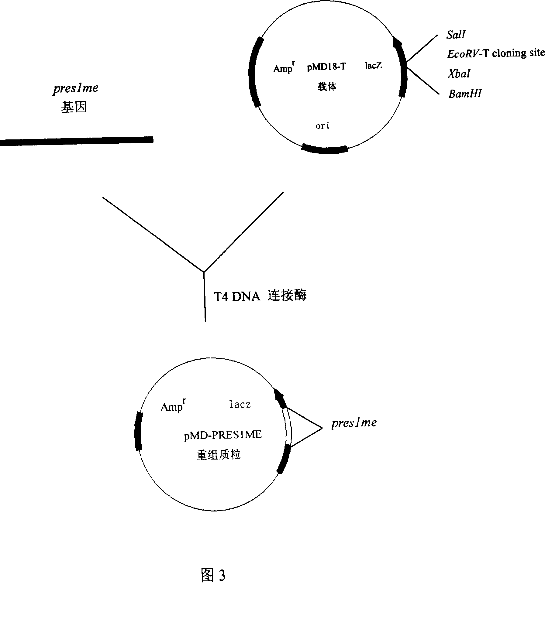 Gene clone of hepatitis B virus front S1 region multi-epitope antigen and encoding sequence thereof