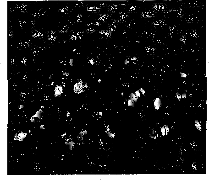 Method for relieving Diwu rhizome dormancy