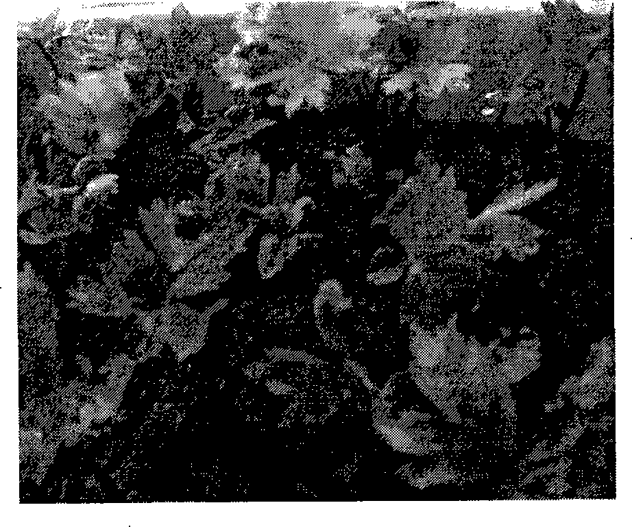 Method for relieving Diwu rhizome dormancy