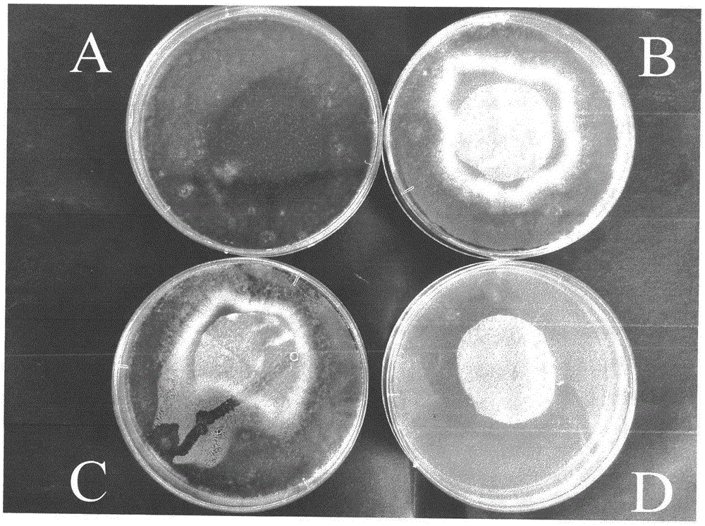 Antibacterial real silk scarf and manufacturing method