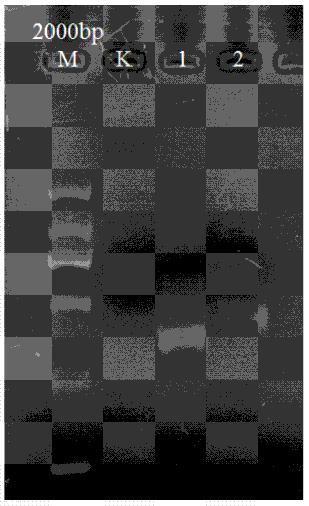 Method for detecting bupleurum chinense and bupleurum scorzonerifolium by utilizing specific primer PCR (polymerase chain reaction)