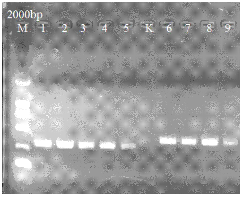 Method for detecting bupleurum chinense and bupleurum scorzonerifolium by utilizing specific primer PCR (polymerase chain reaction)