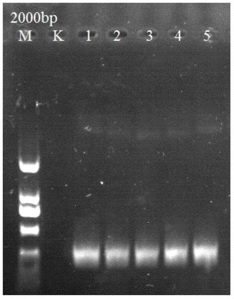 Method for detecting bupleurum chinense and bupleurum scorzonerifolium by utilizing specific primer PCR (polymerase chain reaction)