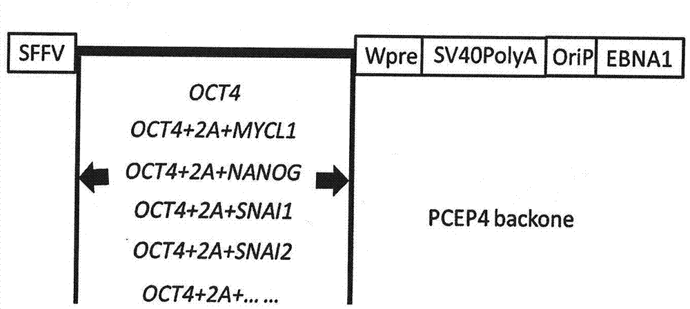 Technology for promoting direct trans-differentiation of umbilical cord blood CD34 positive cells into mesenchymal stem cells