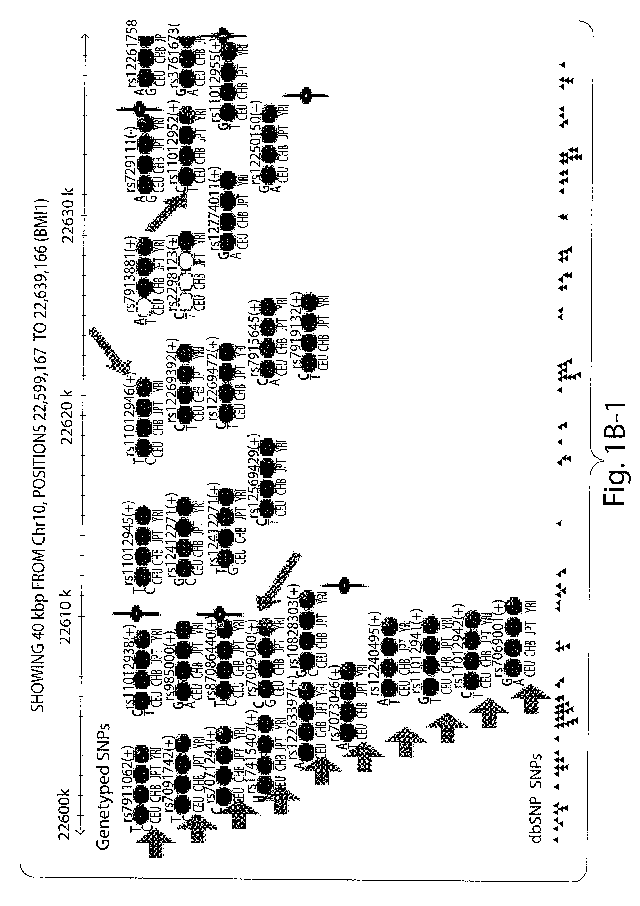 Prognostic and diagnostic method for cancer therapy