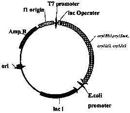 Bacillus thuringiensis fh21, insecticidal gene, expressed protein and application thereof