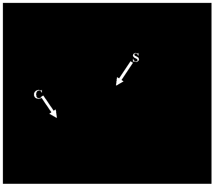 Bacillus thuringiensis fh21, insecticidal gene, expressed protein and application thereof